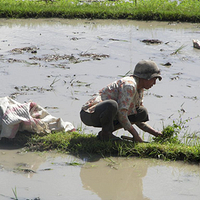 Photo de Bali - Banjar et Gitgit